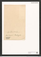 Surirella biharensis Pant. (de-Toni-Nr.: Genus 53, Species 2316) Zeichnungen Sammlung Grunow (NHMW-BOT-W0372884)